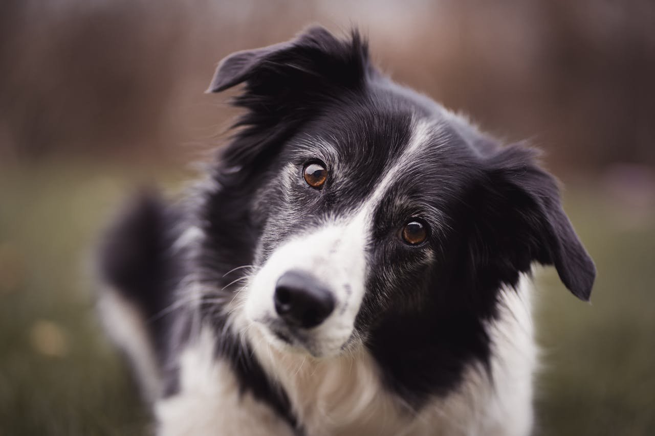 Border Collie: A Complete Guide
