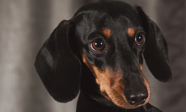 Dachshund Dog Breed Guide