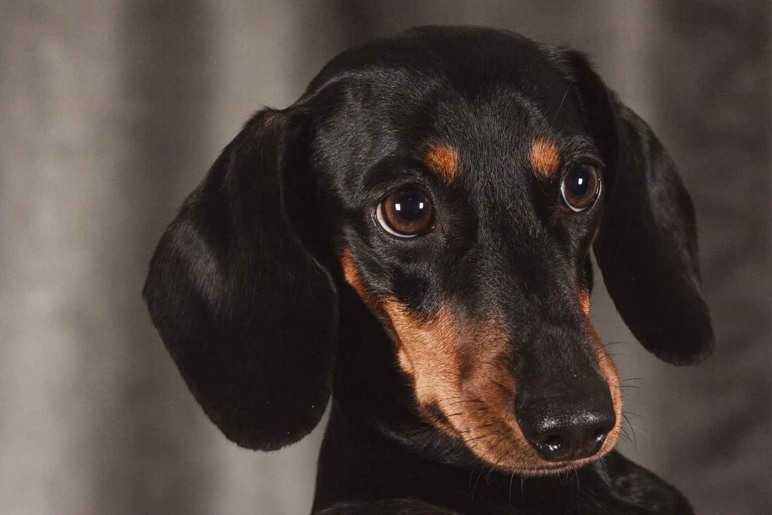 Dachshund Dog Breed Guide feat Dachshund Dog Breed Guide