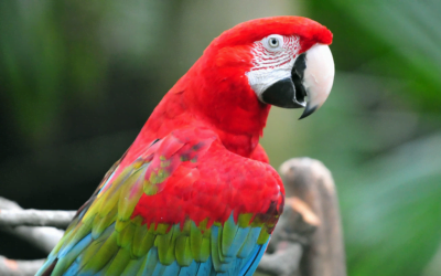 Macaw: A Total Guide