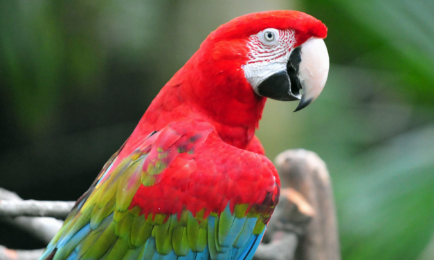 Macaw: A Total Guide