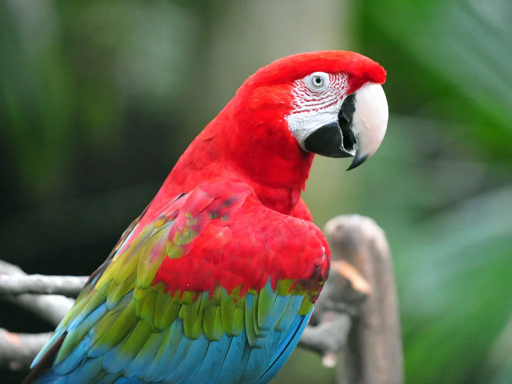 Macaw: A Total Guide