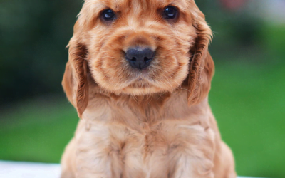 Cocker Spaniel: A Complete Guide