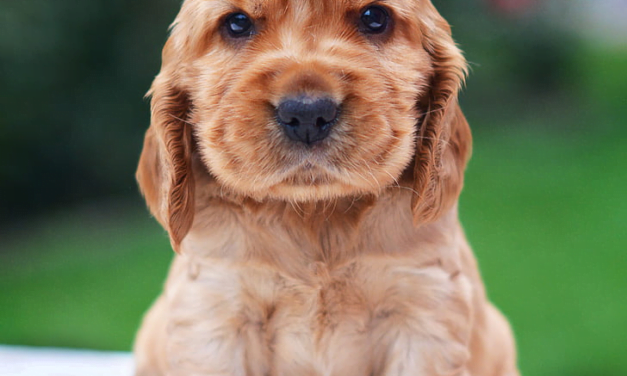 Cocker Spaniel: A Complete Guide