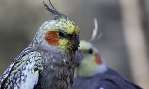 Cockatiel: A Complete Guide