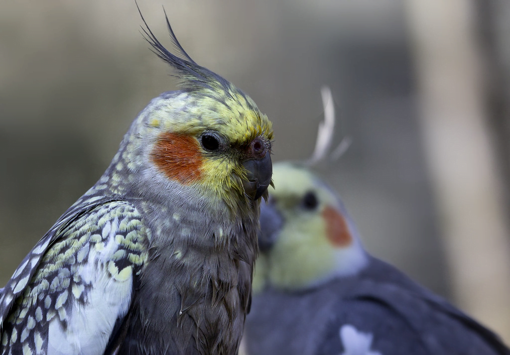 Cockatiel: A Complete Guide feat Cockatiel: A Complete Guide