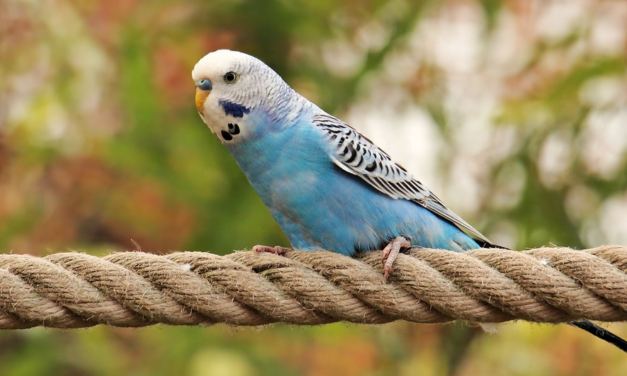 Parakeet: A Complete Guide