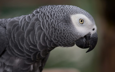 African Grey Parrot: A Complete Guide