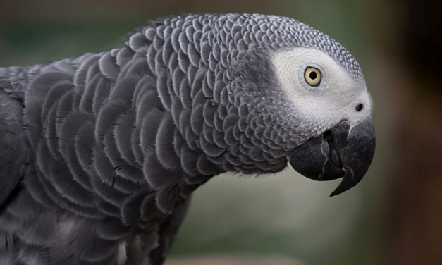 African Grey Parrot: A Complete Guide