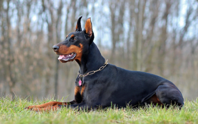 Dobermann: A Complete Guide