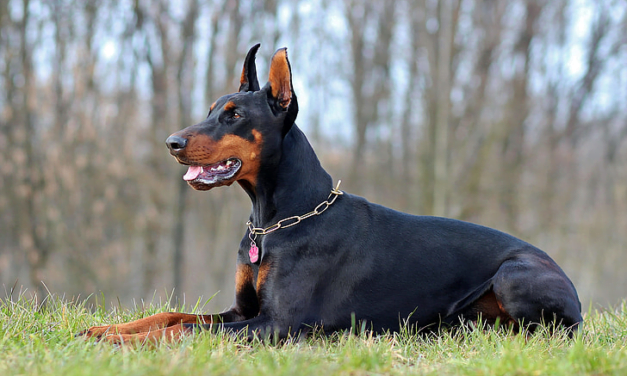 Dobermann: A Complete Guide