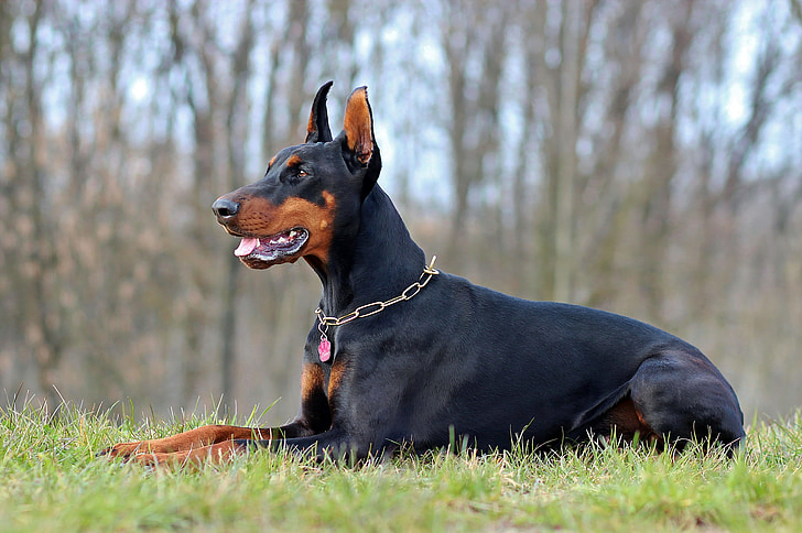 Dobermann: A Complete Guide