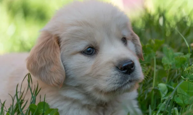 Golden Retriever Care: The Comprehensive Guide