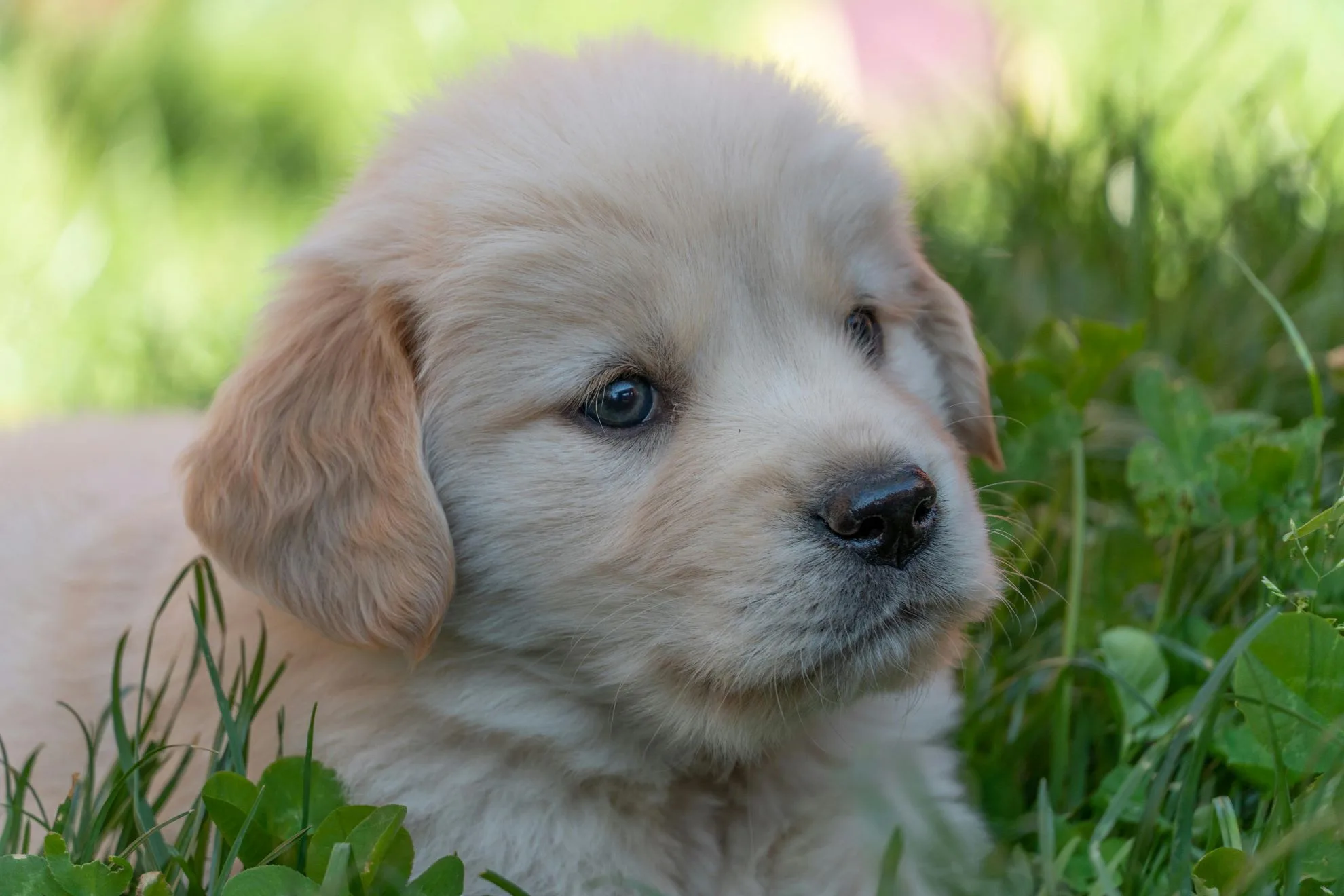 Golden Retriever Care: The Comprehensive Guide