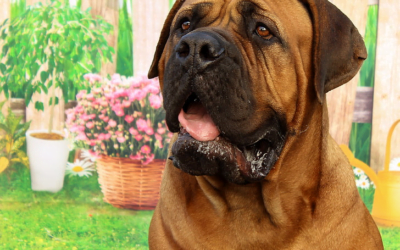 Mastiff: A Complete Guide