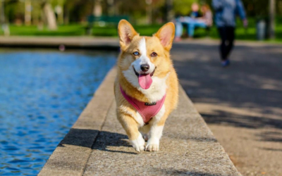 Pembroke Welsh Corgi: A Total Guide