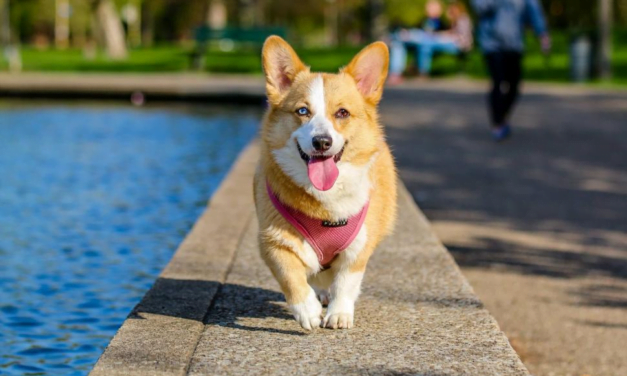 Pembroke Welsh Corgi: A Total Guide