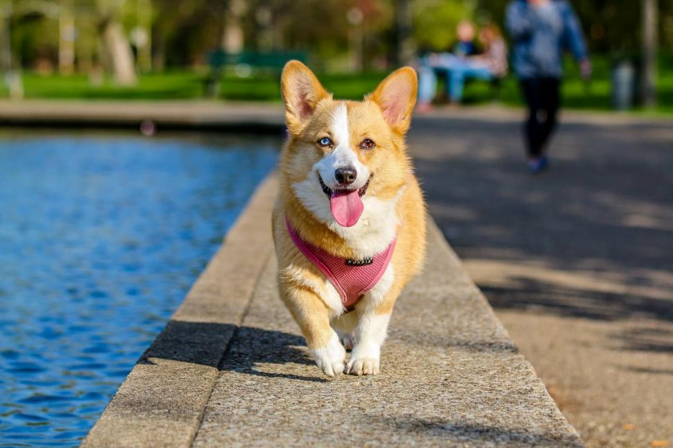 Pembroke Welsh Corgi: A Total Guide feat Pembroke Welsh Corgi: A Total Guide