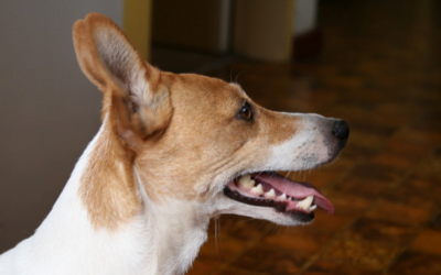 Basenji: A Total Guide
