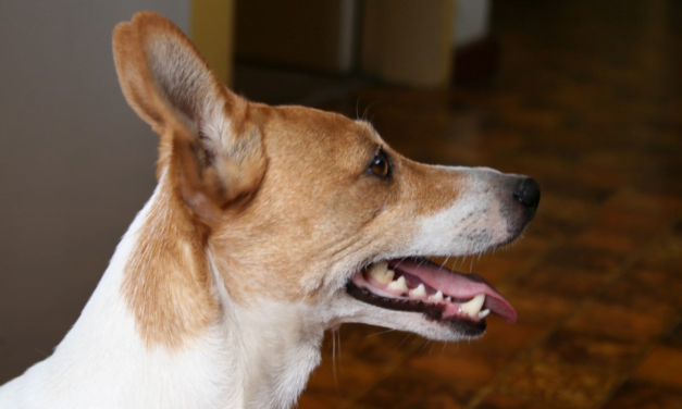Basenji: A Total Guide