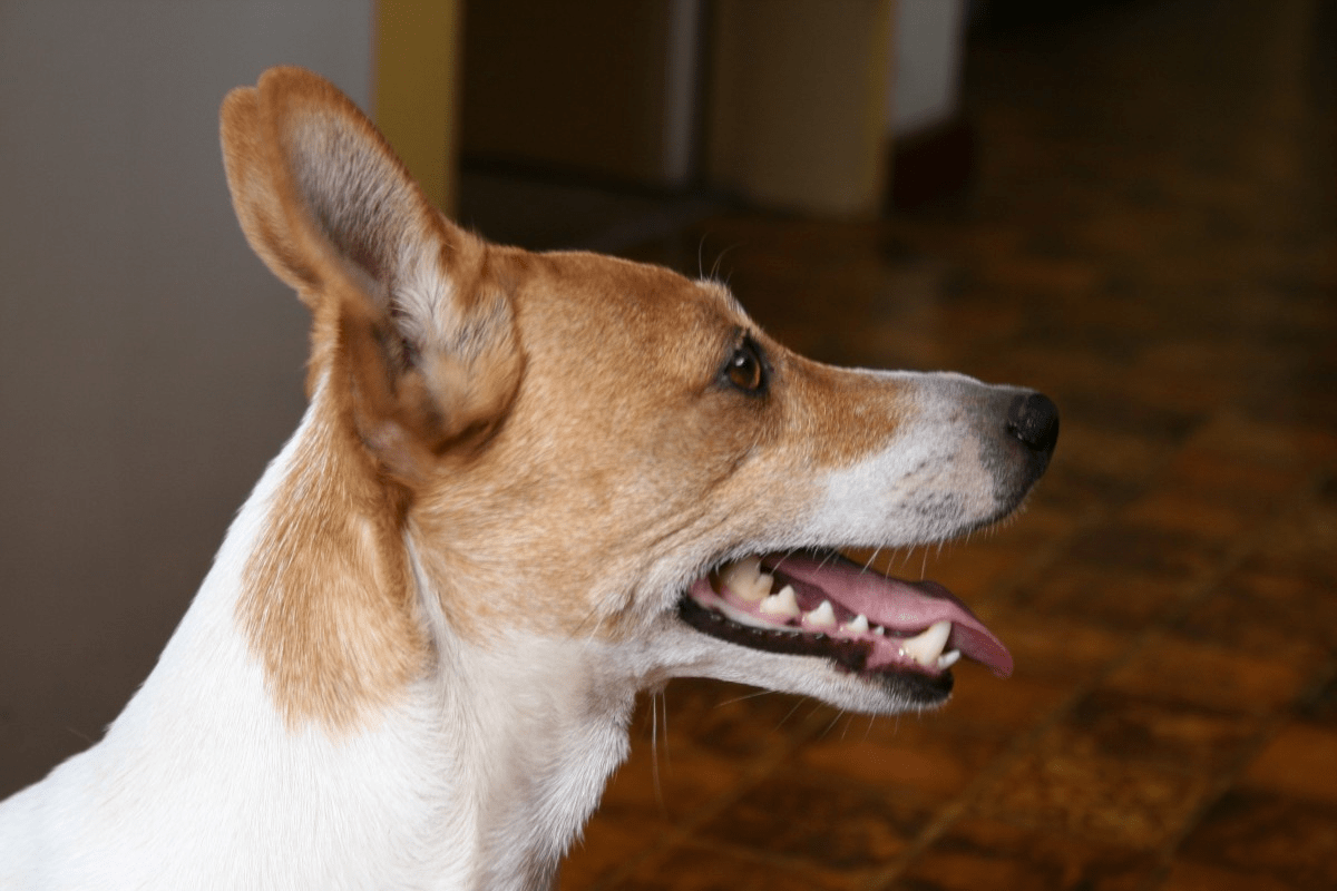 Basenji: A Total Guide