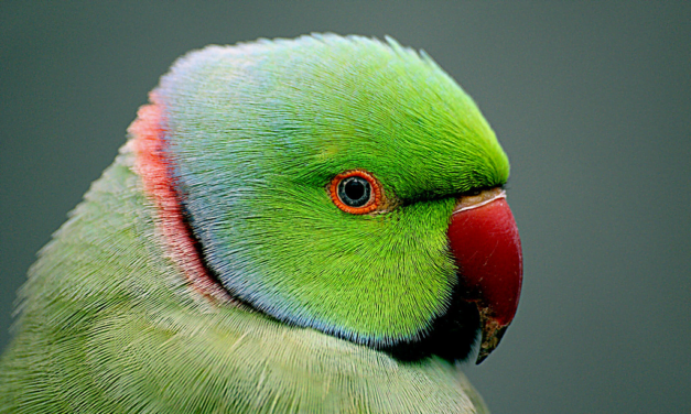 Indian Ringneck Parakeet: A Total Guide