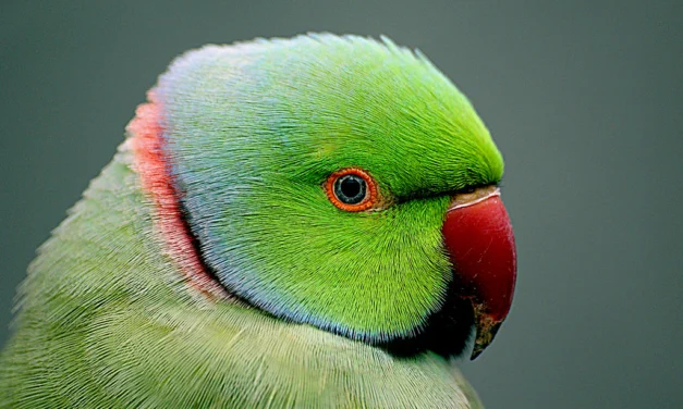 Indian Ringneck Parakeet: A Total Guide
