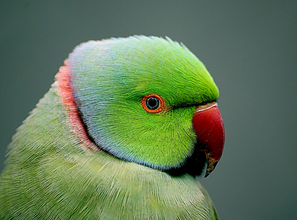 Indian Ringneck Parakeet: A Total Guide