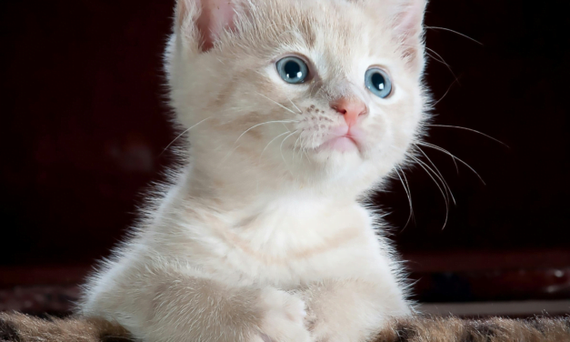 Cats: From Wild Hunters to Beloved Pets – A Comprehensive Overview