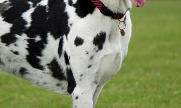 Great Dane: A Total Guide