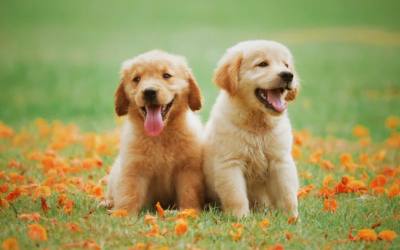 7  Household Hazards That Could Endanger Your Pets