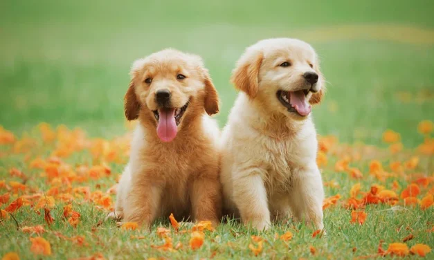 7  Household Hazards That Could Endanger Your Pets