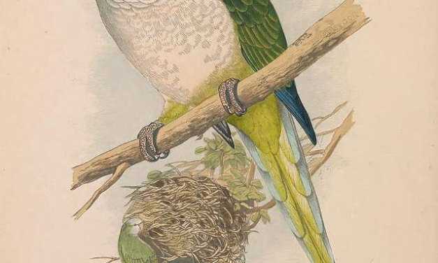Quaker Parrot (Monk Parakeet) Care: A Comprehensive Guide