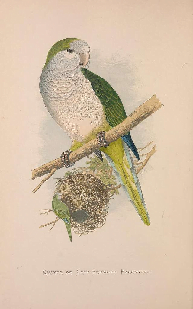 Quaker Parrot (Monk Parakeet) Care: A Comprehensive Guide feat Quaker Parrot (Monk Parakeet) Care: A Comprehensive Guide