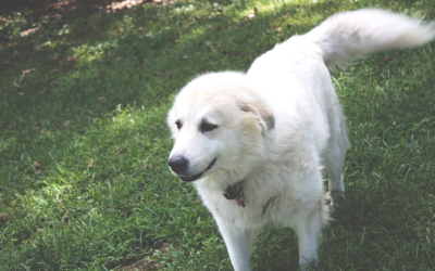 Great Pyranees: A Total Guide