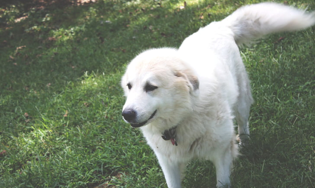 Great Pyranees: A Total Guide