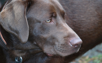 10 Tail-Wagging Champions: Discover the Most Popular Dog Breeds of the Year!