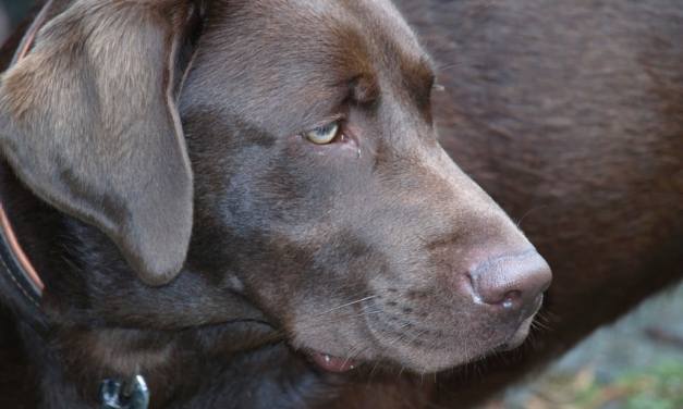 10 Tail-Wagging Champions: Discover the Most Popular Dog Breeds of the Year!