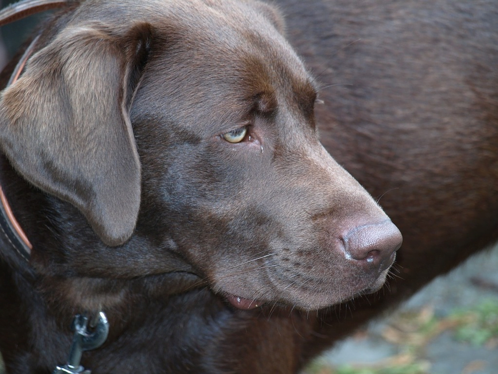 10 Tail-Wagging Champions: Discover the Most Popular Dog Breeds of the Year! feat 10 Tail-Wagging Champions: Discover the Most Popular Dog Breeds of the Year!
