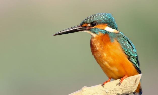 Exploring Birds: Evolution, Species, Anatomy, and Relationship with Humans