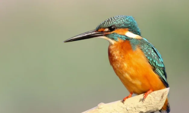 Exploring Birds: Evolution, Species, Anatomy, and Relationship with Humans