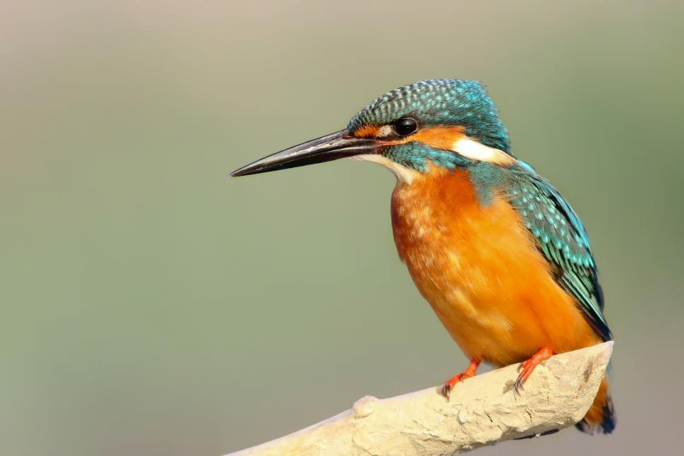 Exploring Birds: Evolution, Species, Anatomy, and Relationship with Humans