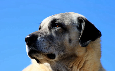 Kangal: A Total Guide