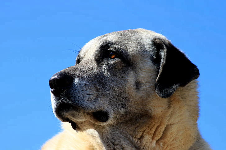 Kangal: A Total Guide feat Kangal: A Total Guide
