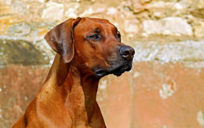 Rhodesian Ridgeback: A Total Guide