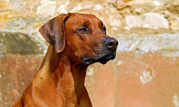 Rhodesian Ridgeback: A Total Guide