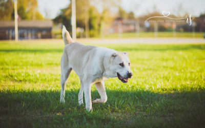 Central Asian Shepherd: A Total Guide