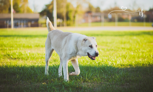 Central Asian Shepherd: A Total Guide