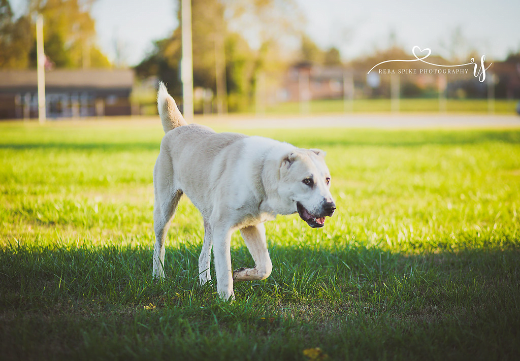 Central Asian Shepherd: A Total Guide feat Central Asian Shepherd: A Total Guide