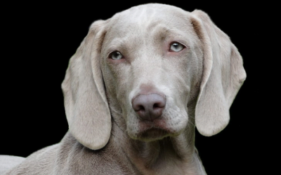 Weimaraner: A Complete Guide
